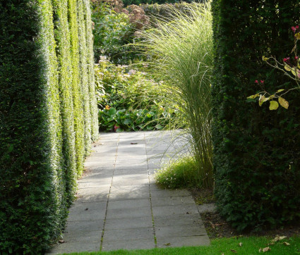 Miscanthus sinensis 'Morning Light'