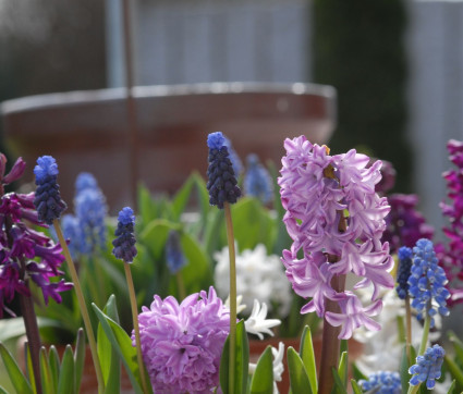 Hyacinthen und Traubenhyazinthen