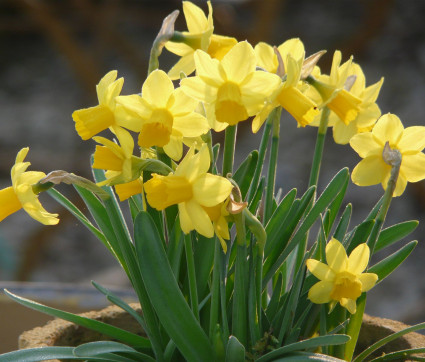 Cyclamineus-Narzisse ‘February Gold’