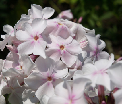 Phlox paniculata ‘Anne’