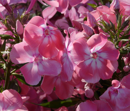 Phlox paniculata ‘Eva Foerster’