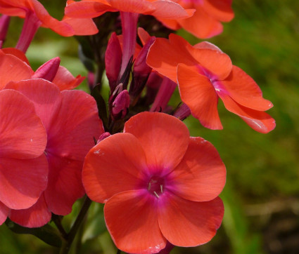 Phlox ‘Freudenfeuer’