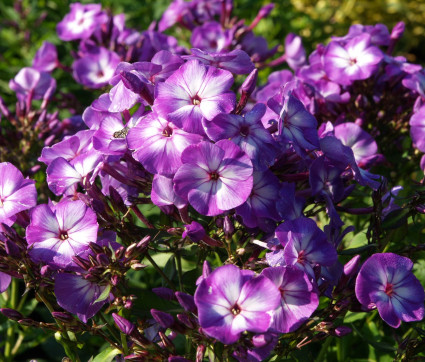 Phlox ‘Laura’