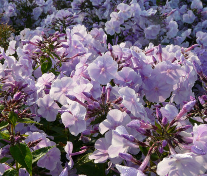 Phlox ‘Prospero’