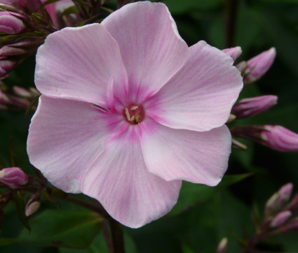 Phlox ‘Rosa Pastell’