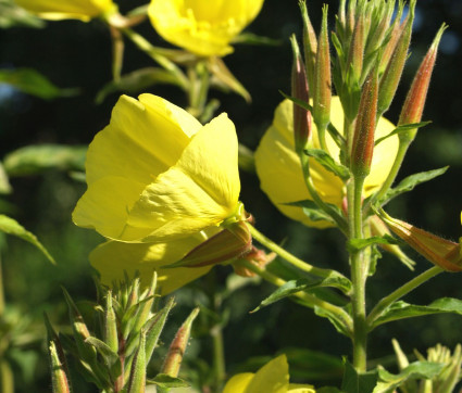 Oenothera glazioviana