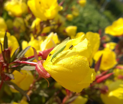 Oenothera ‘Sonnenwende’