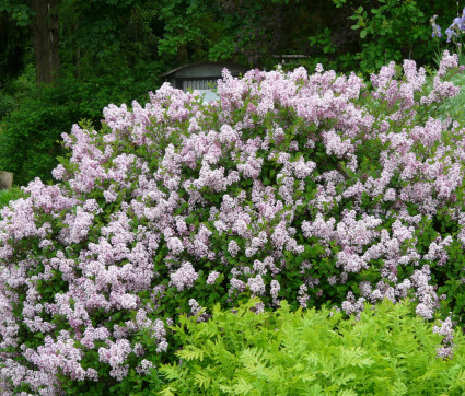 Syringa meyeri ‘Palibin’