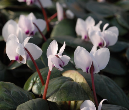 Cyclamen coum ‘Album’