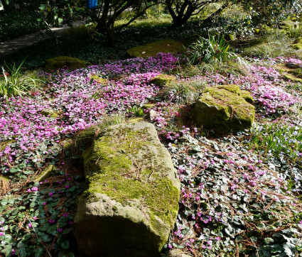 Cimifuga racemosa ‘Atropurpurea’