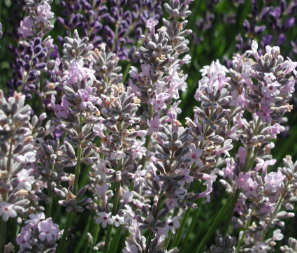 Lavandula angustifolia ‘Miss Katherine’