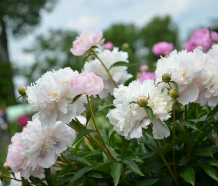 Paeonia lactiflora ‘Noemie Demay’