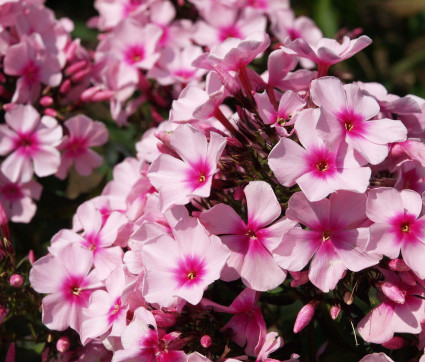 Phlox paniculata ‘Brilliant’