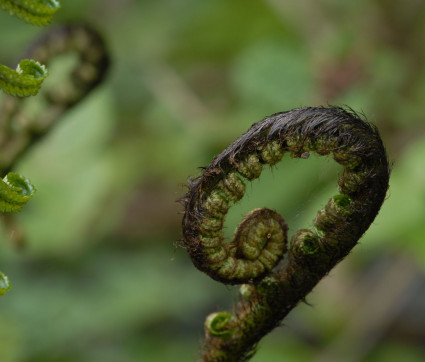 Dryopteris atrata