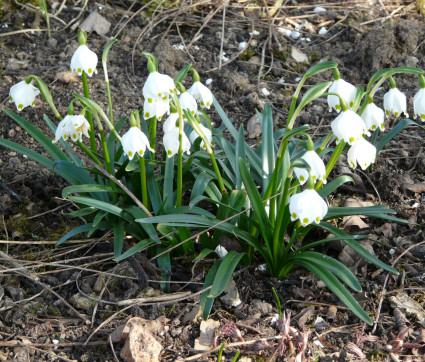 Leucojum vernum