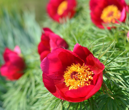 Paeonia tenuifolia