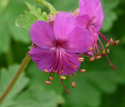 Geranium macrorrhizum ‘Czakor’