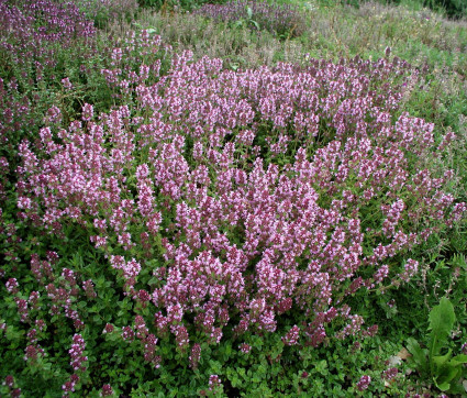 Thymus pulegioides