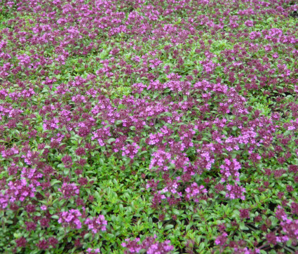 Thymus serpyllum ‘Coccineus’