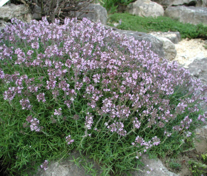 Thymus vulgaris ‘Orange Spice’