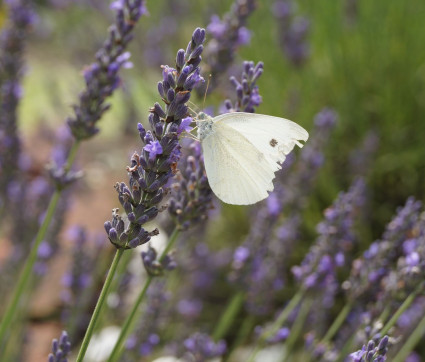 Lavandula x intermedia ‘Grosso’