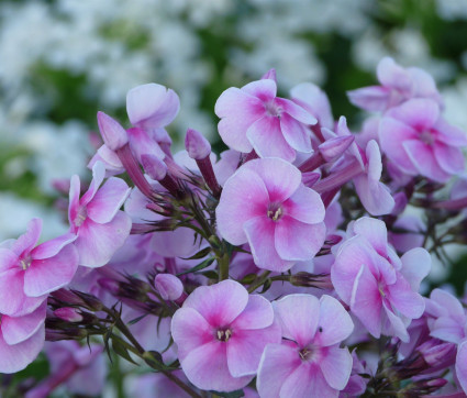 Phlox amplifolia ‘Apanatschi’