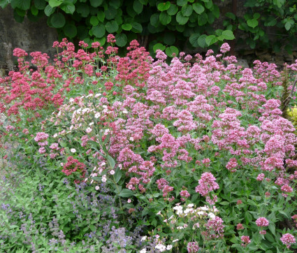 Centranthus ruber