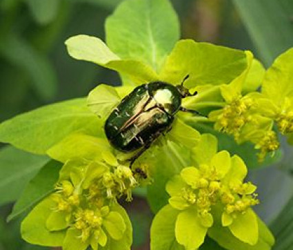 Euphorbia polychroma mit Goldkäfer