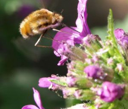 Lunaria annua mit Wollschweber