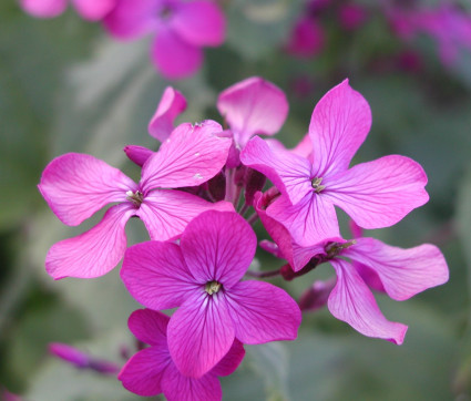 Lunaria annua