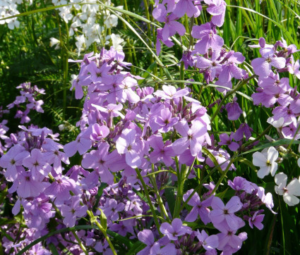 Lunaria annua