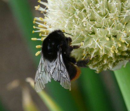 Allium fistulosum