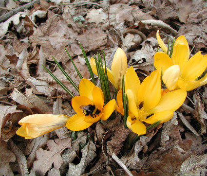 Crocus mit Hummel