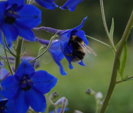 Delphinium Belladonna-Hybride ‘Atlantis’