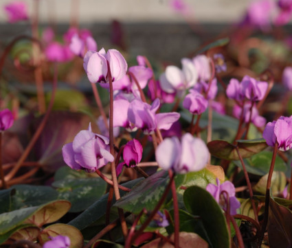 Cyclamen coum