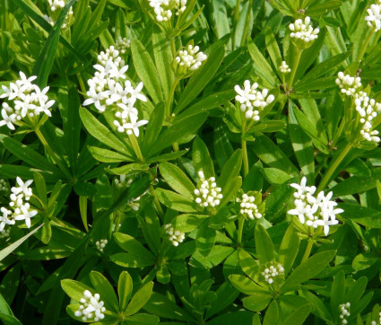 Galium odoratum