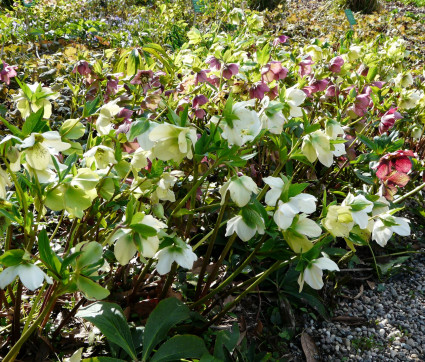 Helleborus orientalis Hybriden