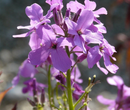 Hesperis matronalis