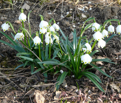 Leucojum vernum