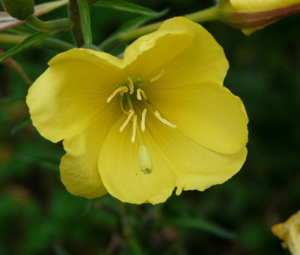 Oentothera biennis