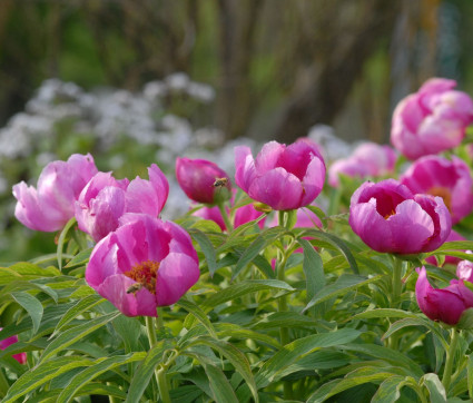 Paeonia officinalis