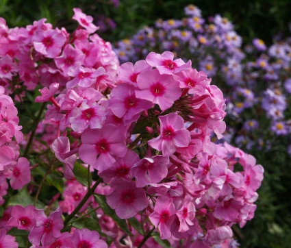 Phlox paniculata ‘Dorffreude’