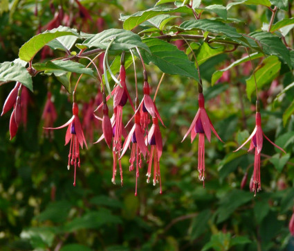 Fuchsia magellanica var gracilis