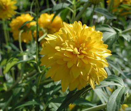 Rudbeckia laciniata ‘Goldball’