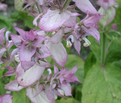 Salvia sclarea