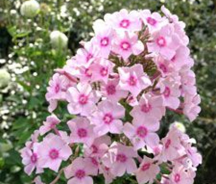 Phlox amplifolia