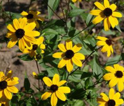 Rudbeckia triloba