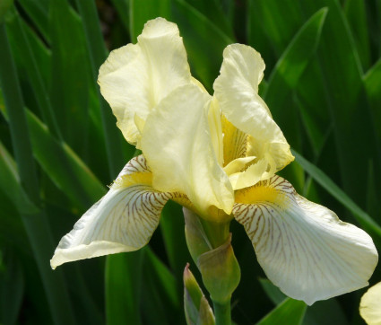 Iris flavescens