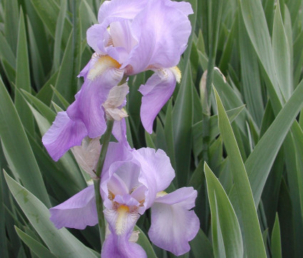 Iris germanica