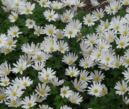 Anemone nemorosa